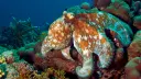 Octopus-Inspired Synthetic Skin Development
