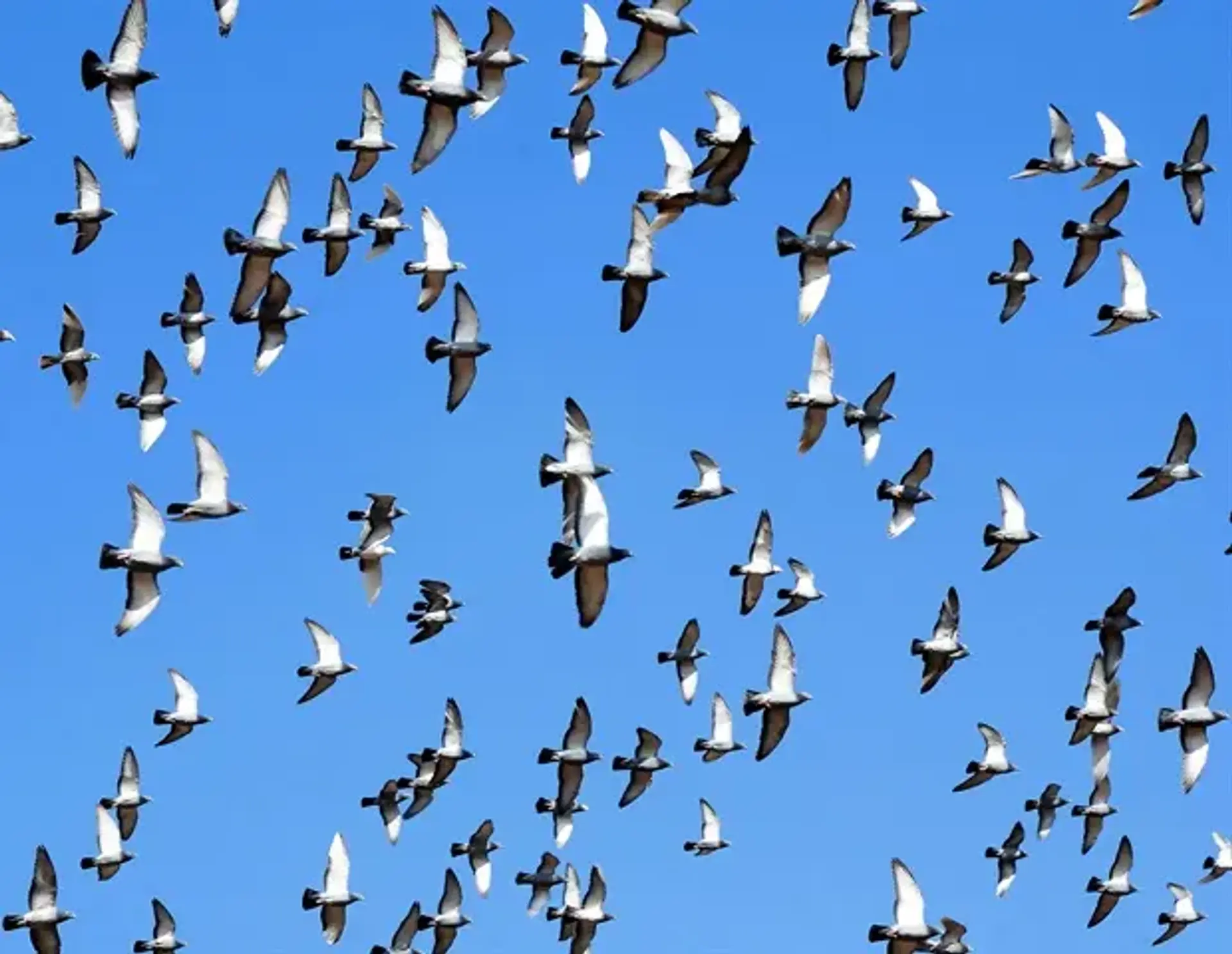 AI Spots Bird Flu