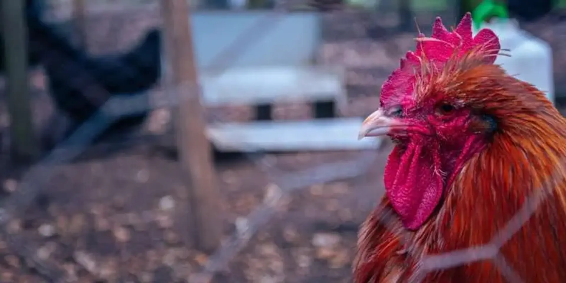 AI Spots Hidden Bird Flu
