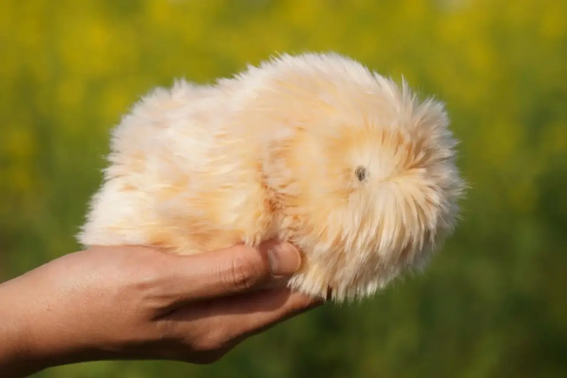 AI Pet Sensation in Japan
