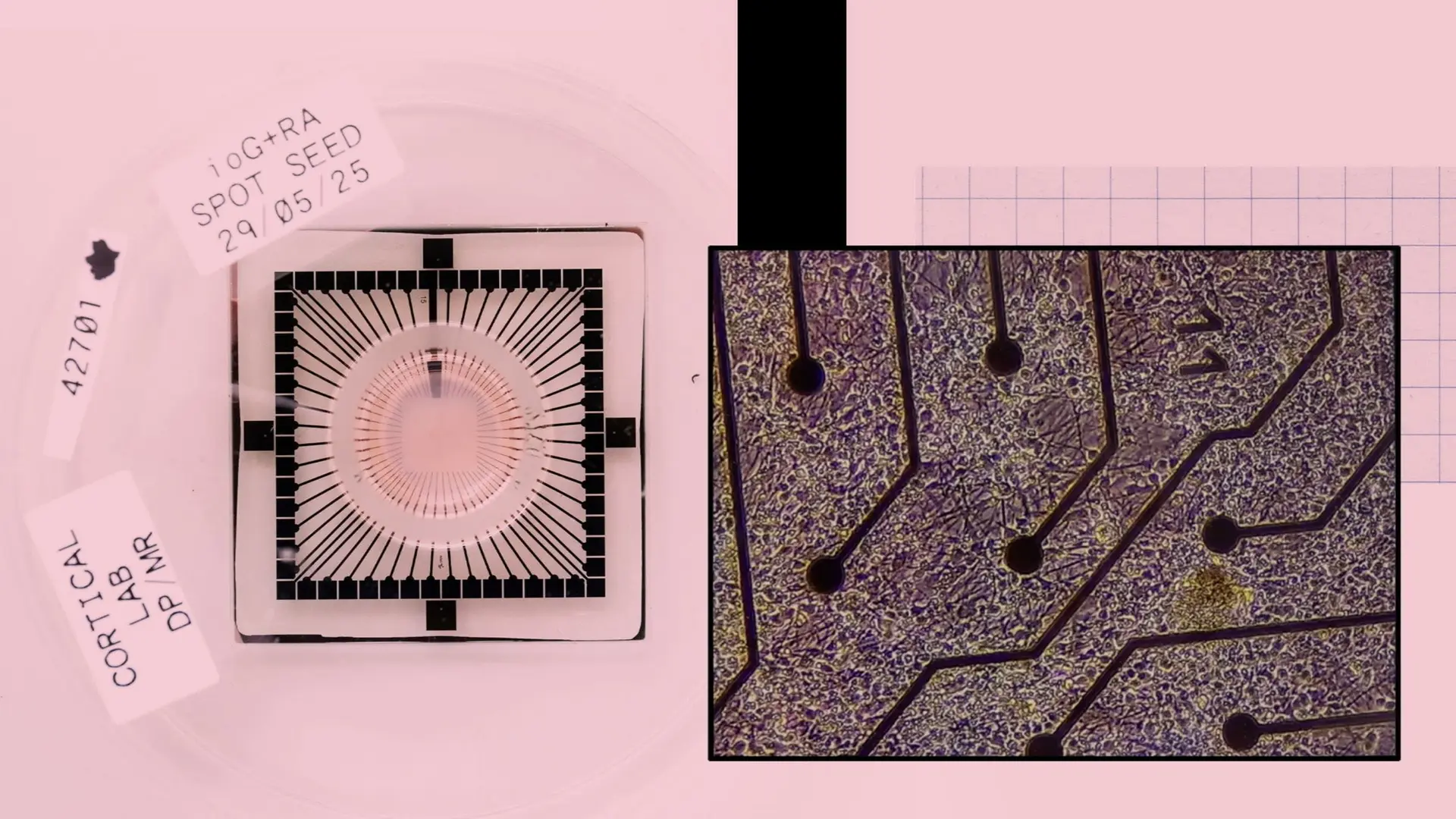 Biological Computer Lab-Grown Neurons