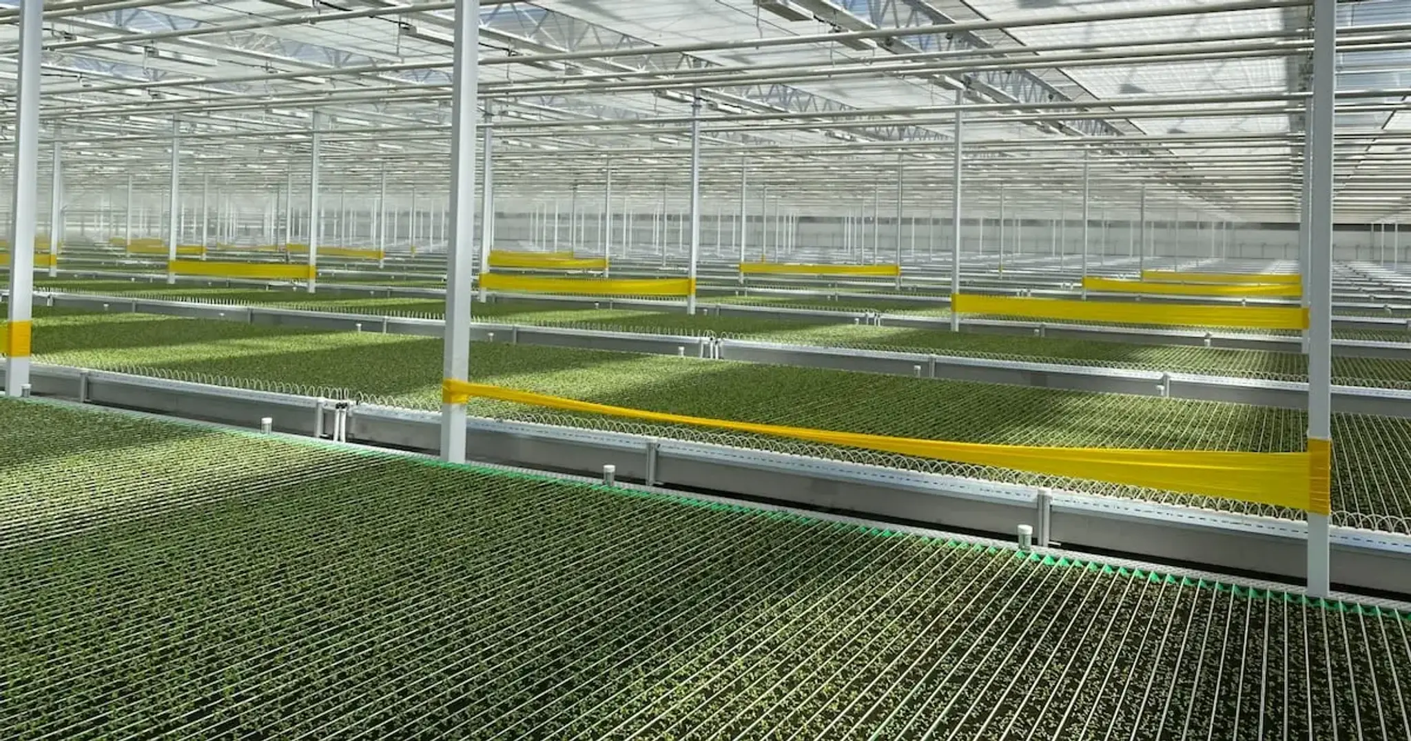 AI Lettuce Grows in Ontario