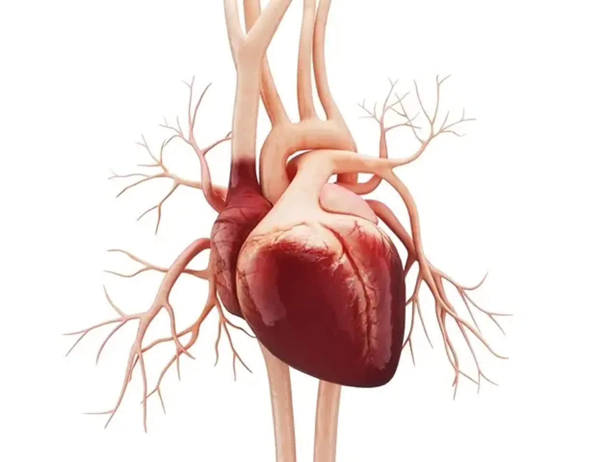 AI Boosts Heart Disease Detection