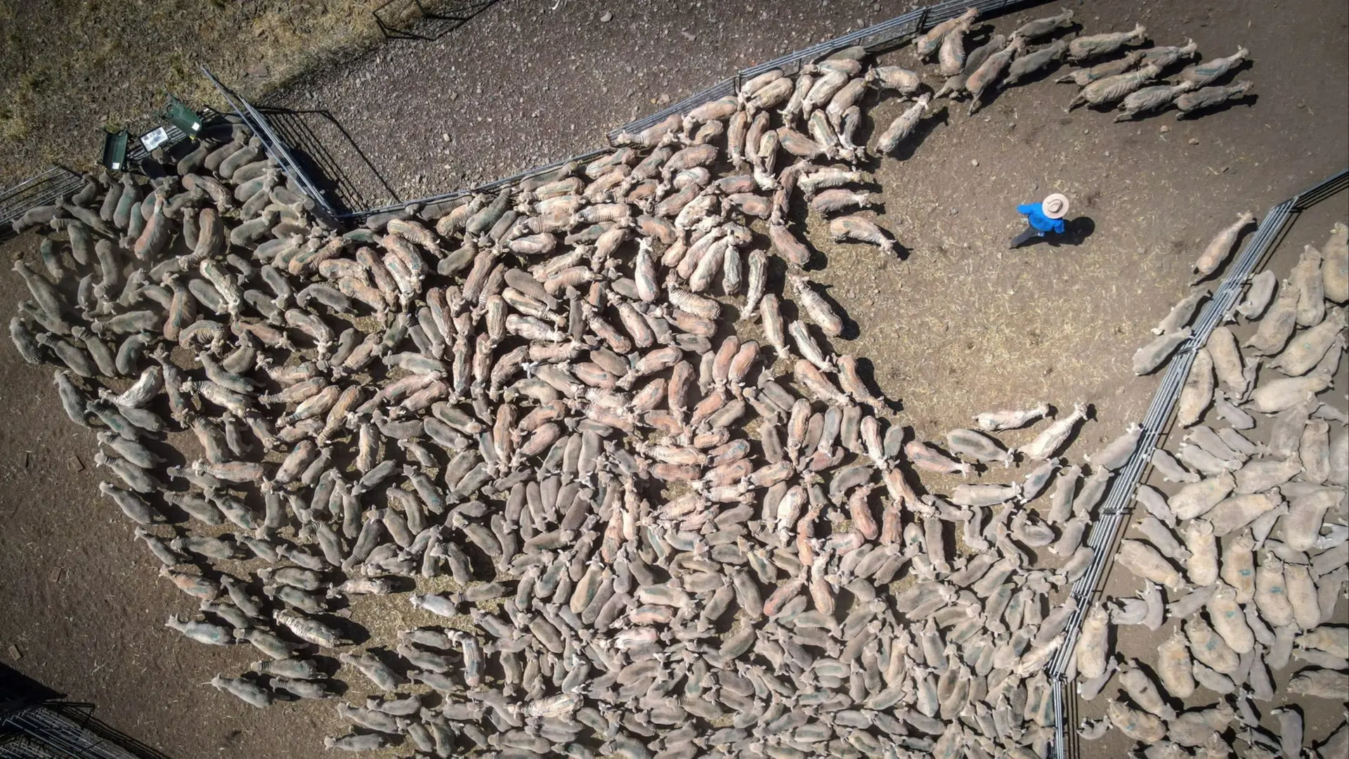 AI Vision Ends Livestock Disputes