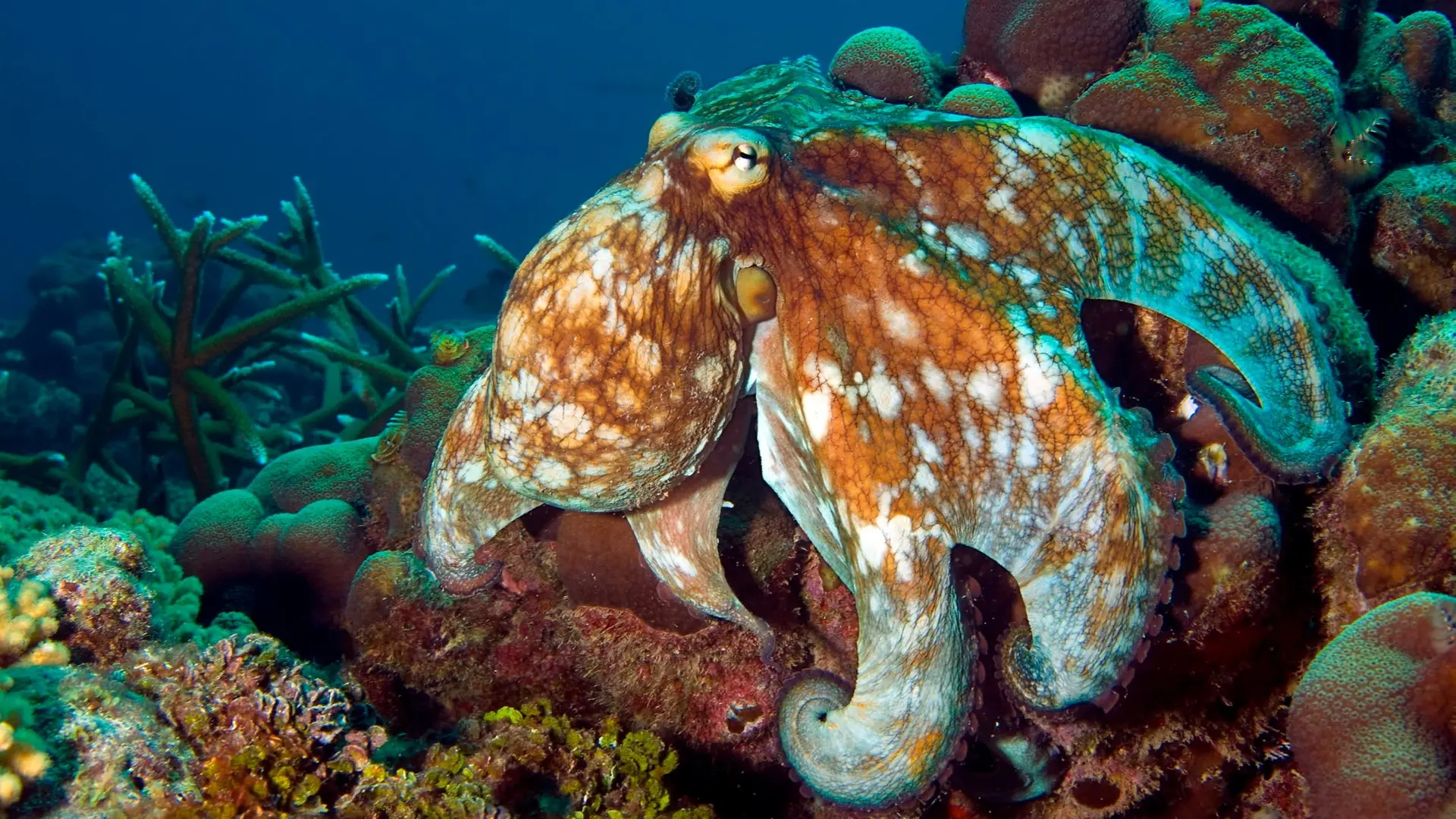 Octopus-Inspired Synthetic Skin Development