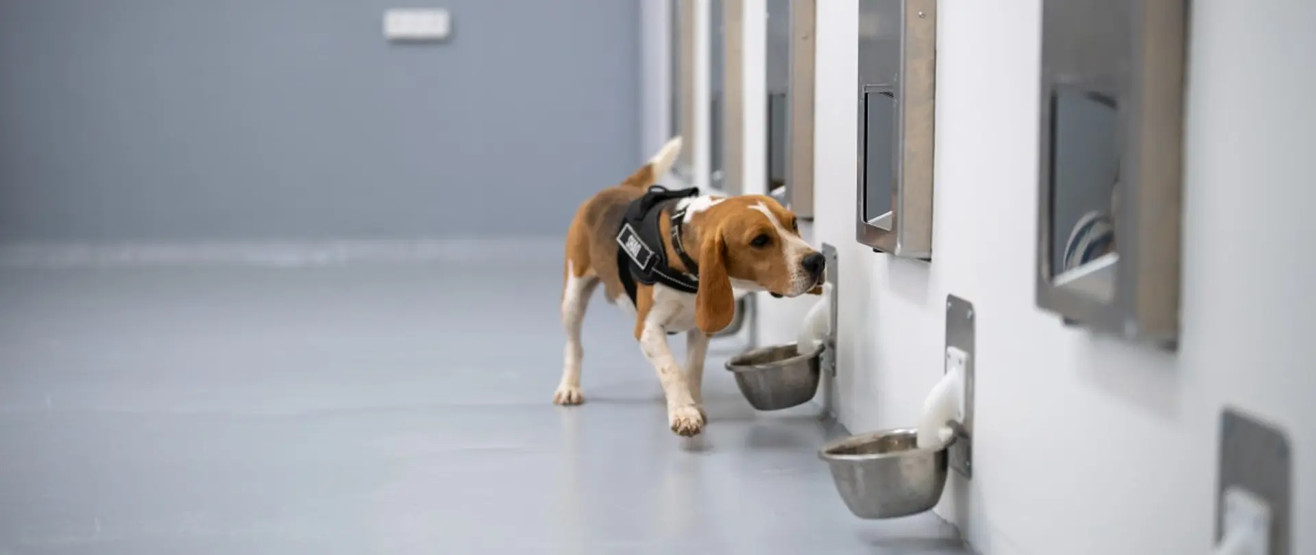 Canine-AI cancer detection breath test