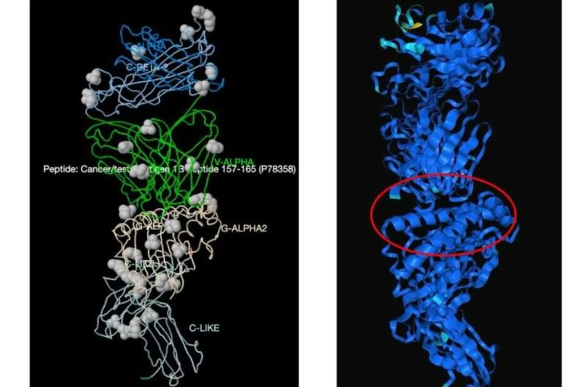 AI Models T-Cell Interactions