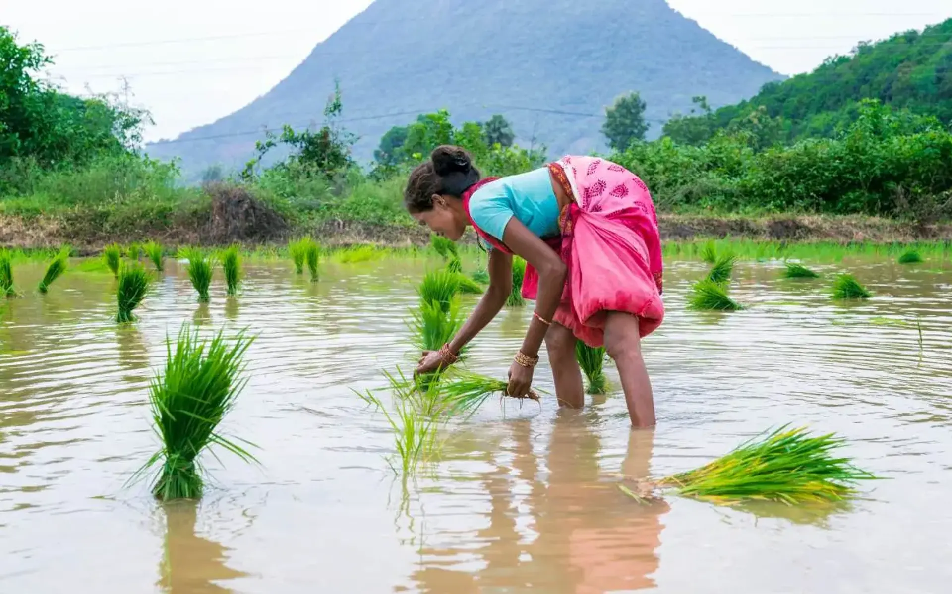 AI Tackles Rice Emissions