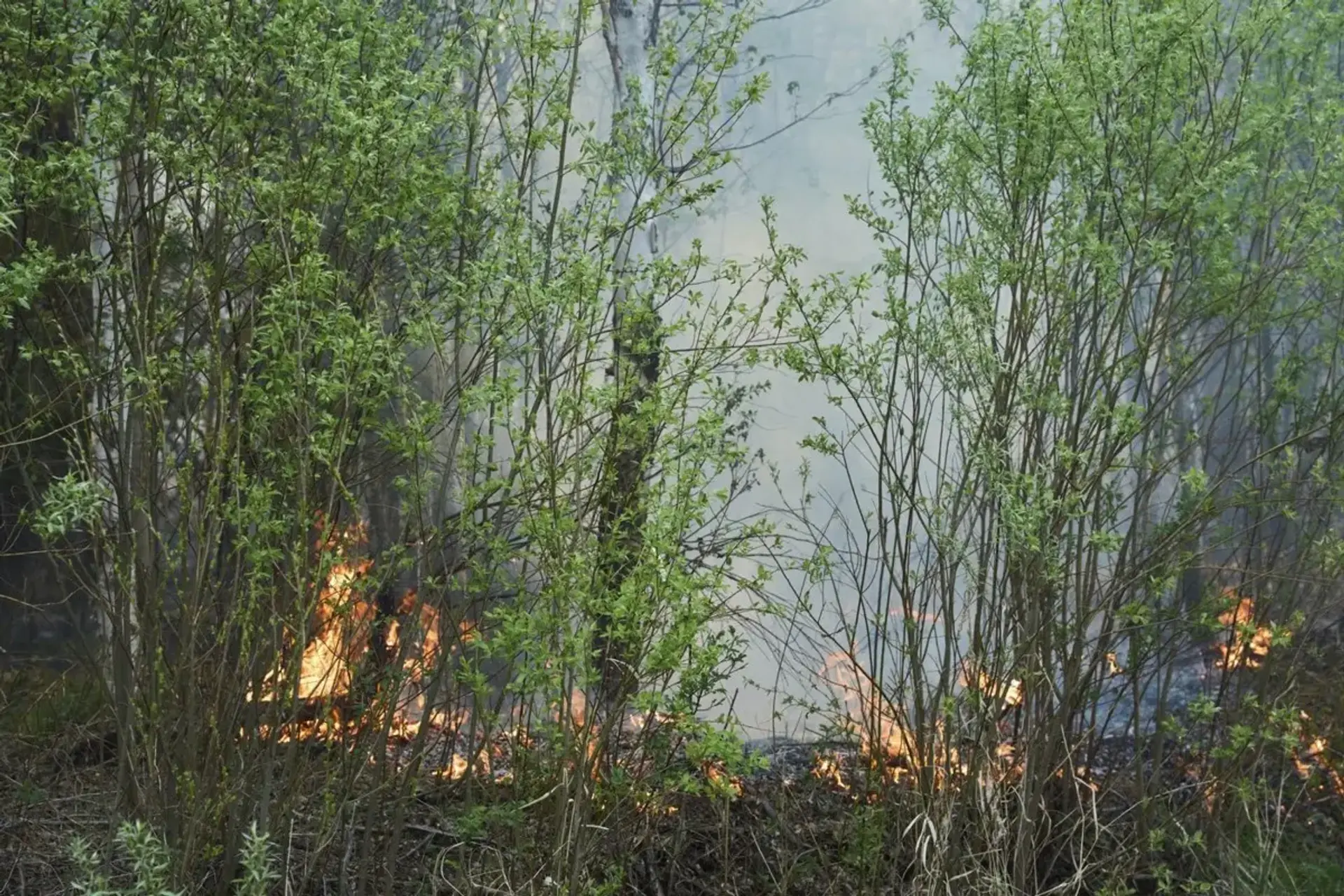 AI Spots Wildfire Risk