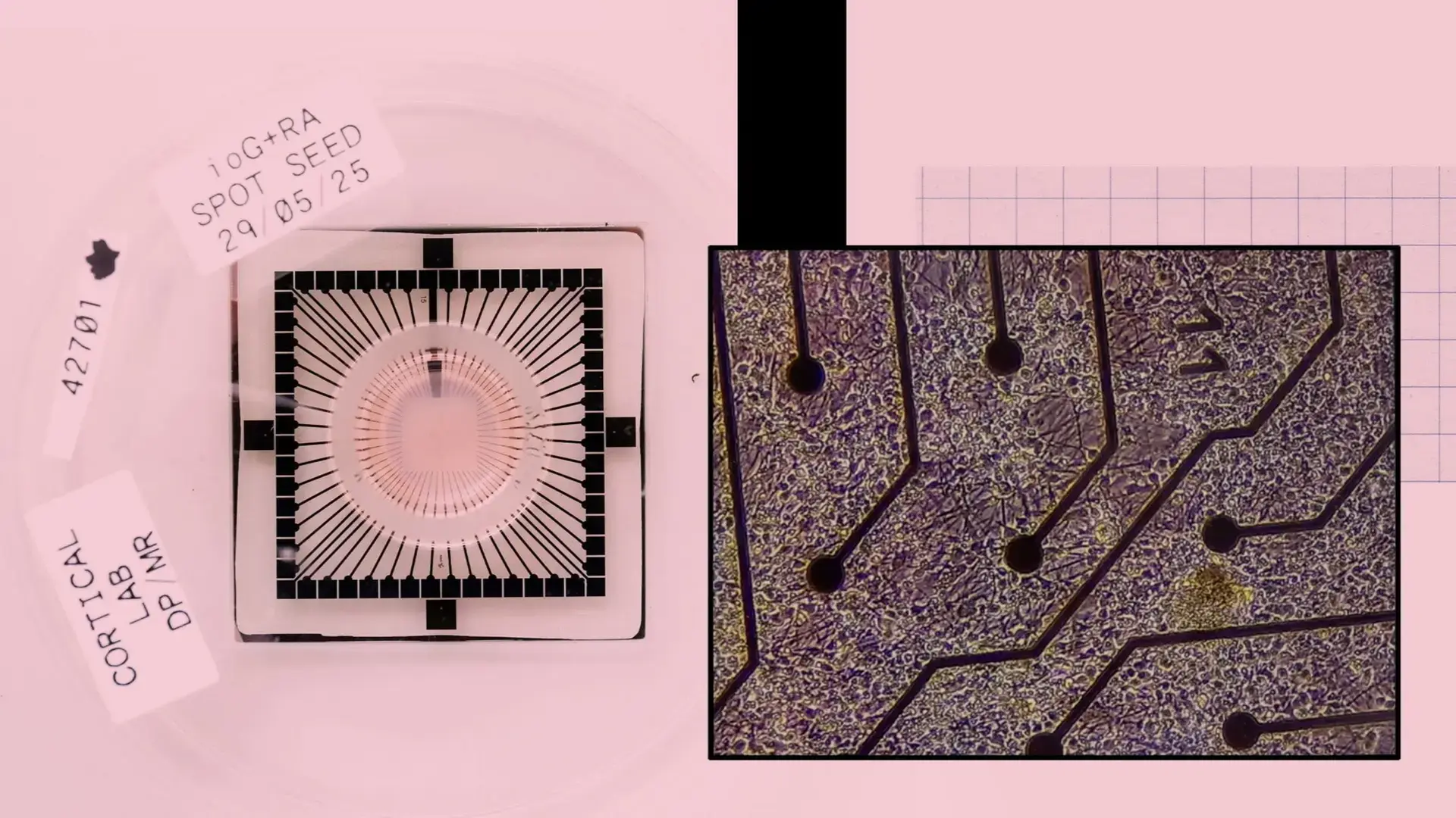 Biological Computer Lab-Grown Neurons