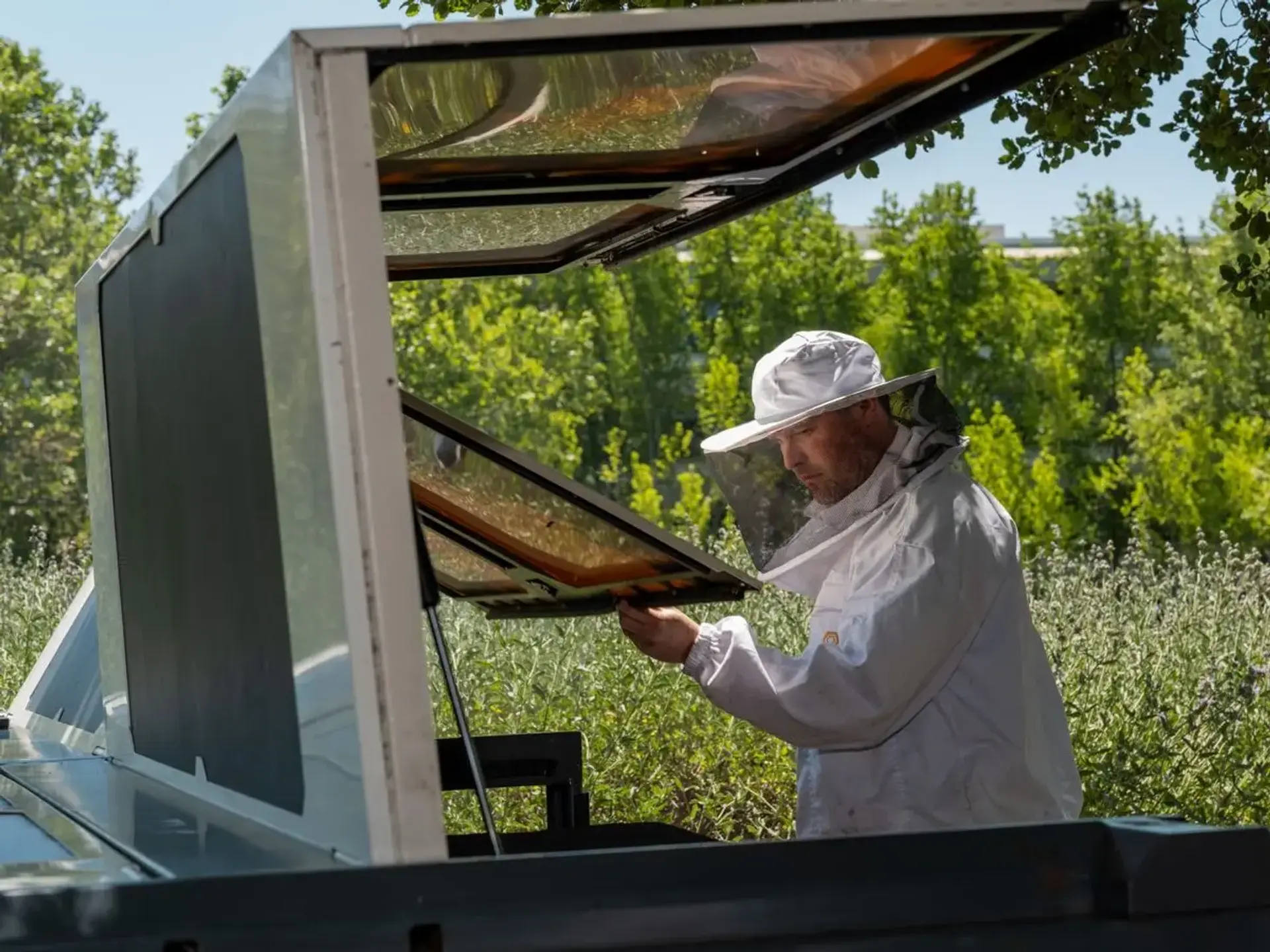 AI Enhances Bee Protection