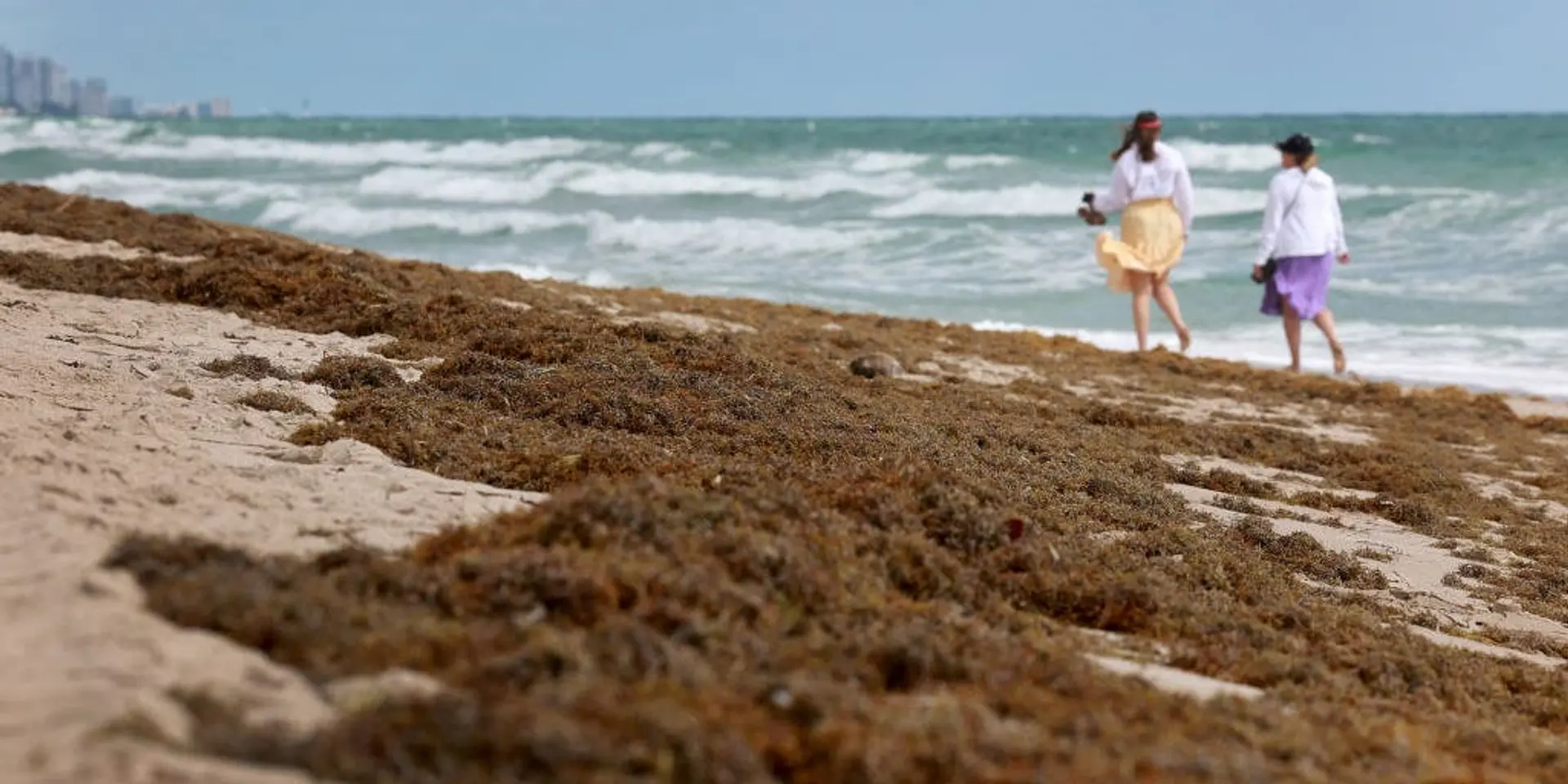 NOAA Maps Global Algae Blooms